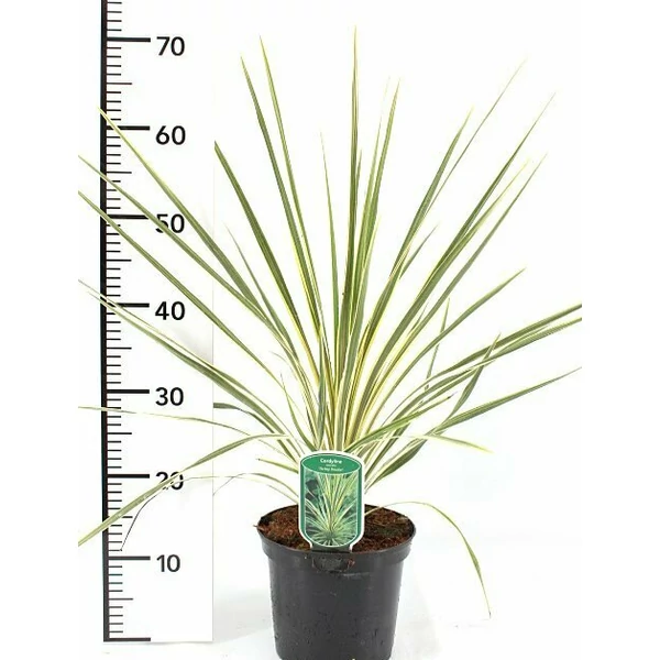 Bunkóliliom CORDYLINE AUSTRALIS BURGUNDY SPIRE 60/70 K2