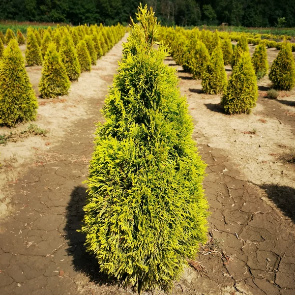 Óriás tuja THUJA PLICATA 4EVER GOLDY KÚPRA NYÍRT 60/80*