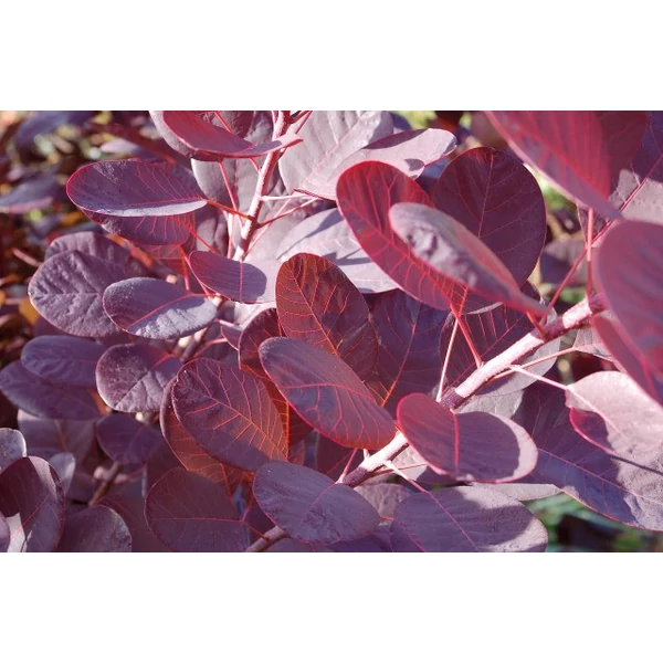 Bíbor cserszömörce COTINUS COGGYGRIA ROYAL PURPLE K1,5