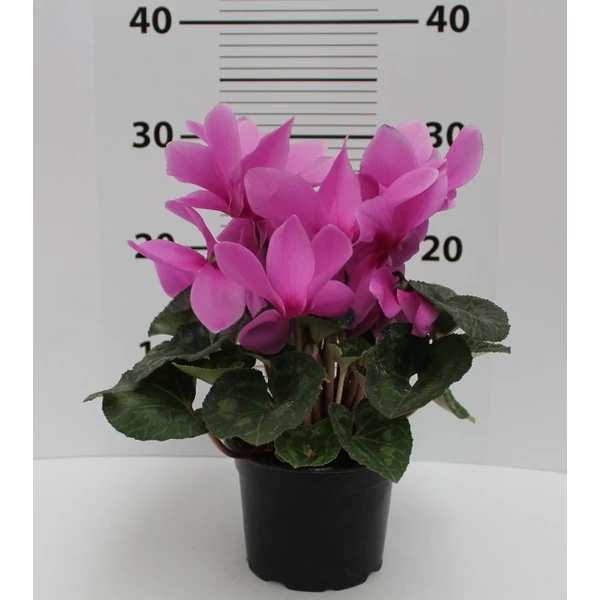 Ciklámen CYCLAMEN CS12