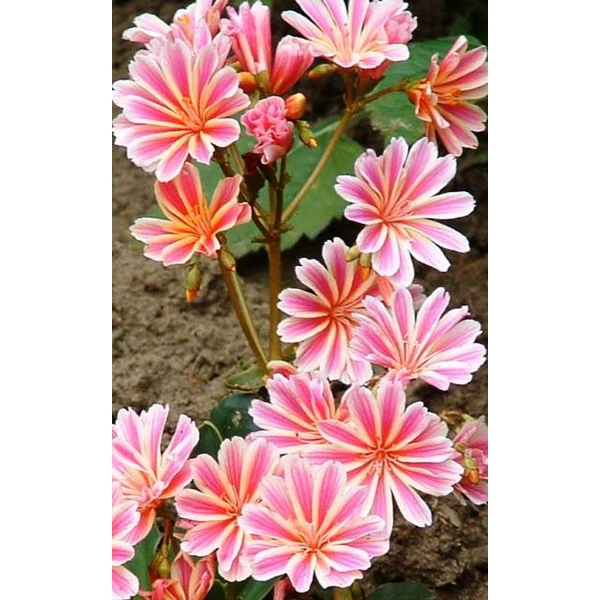 Változékony dohánygyökér LEWISIA COTYLEDON 15/20CM CS12  