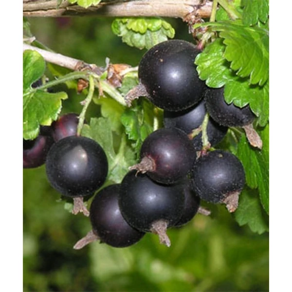 Josta RIBES NIDIGROLARIA JOSTA MT KONTÉNERES