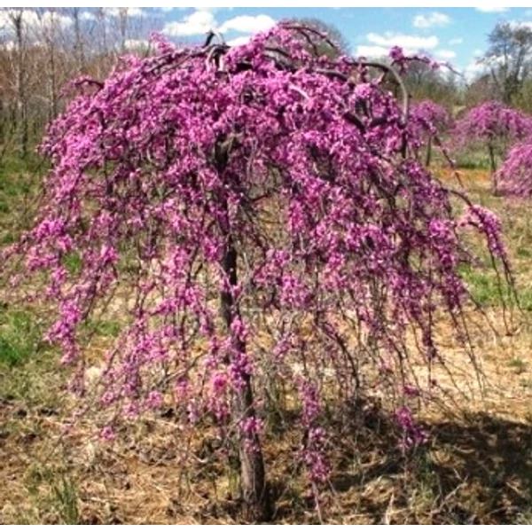 Bordó leveleű csüngő júdásfa   CERCIS CANADENSIS RUBY FALLS  T180 K15