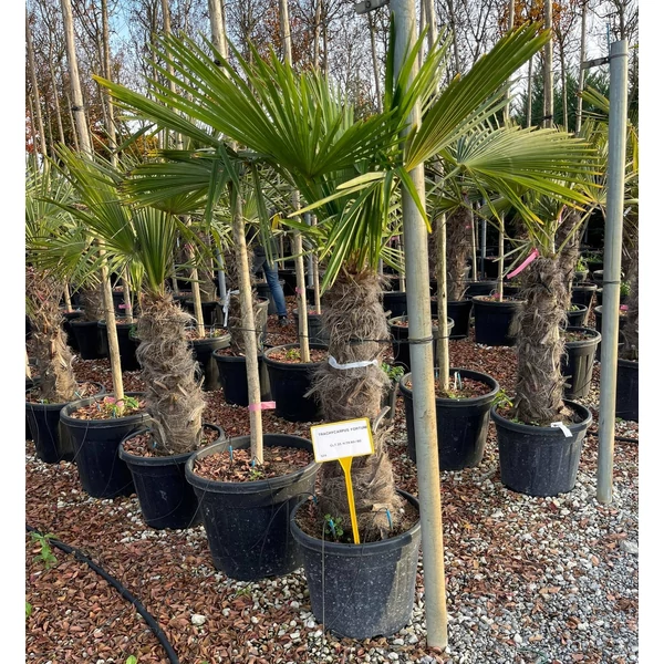 Kínai kenderpálma  CHAMAEROPS EXCELSA T60/80 K35