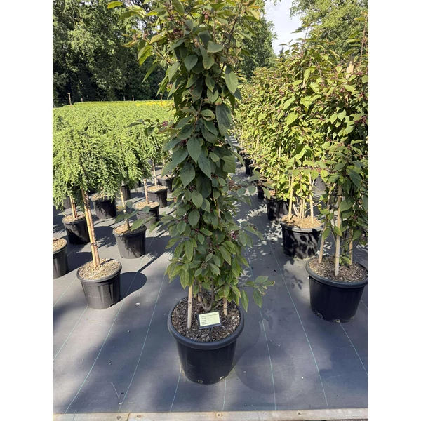 Kínai lilabogyó CALLICARPA BODINIERI PROFUSION 120/+ K25