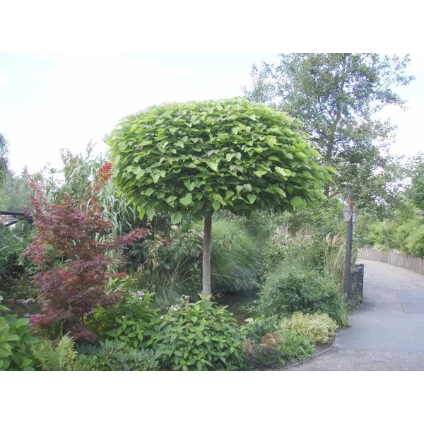 Gömb szivarfa   CATALPA BIGNONIOIDES NANA T200 6/8 K18