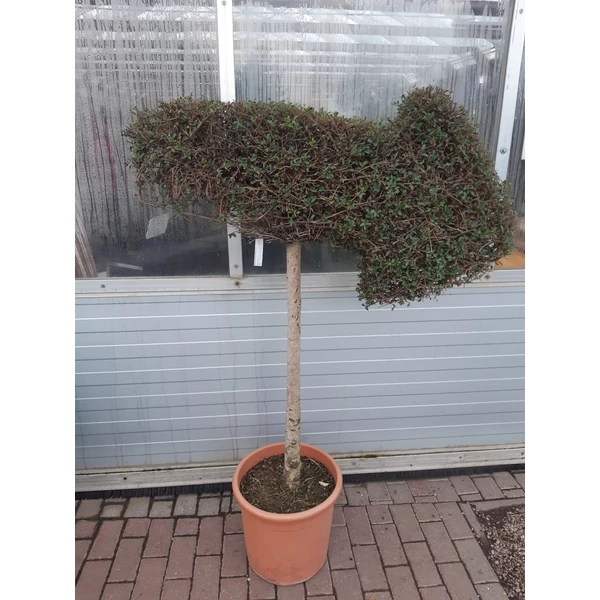 Aprólevelű fagyal   LIGUSTRUM JONANDRUM FORME NYÍL K20