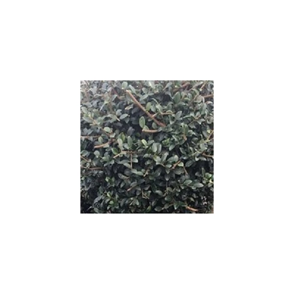 Aprólevelű fagyal   LIGUSTRUM JONANDRUM FORME KÉS + VILLA K20