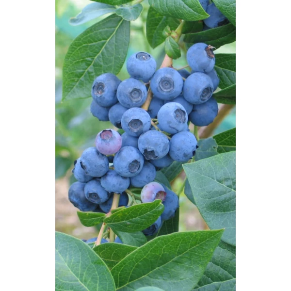 Kék áfonya Vaccinium corymbosum
