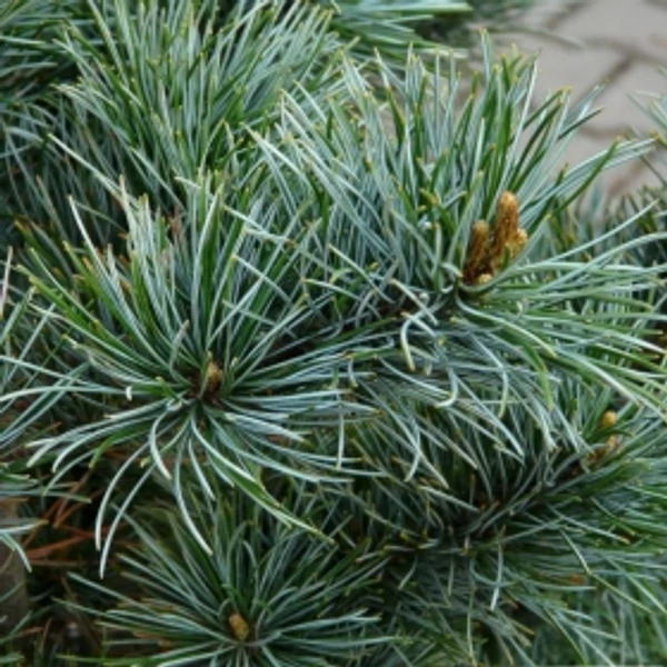 Japán fehérfenyő  PINUS PARVIFLORA NEGISHI 80/90 K20