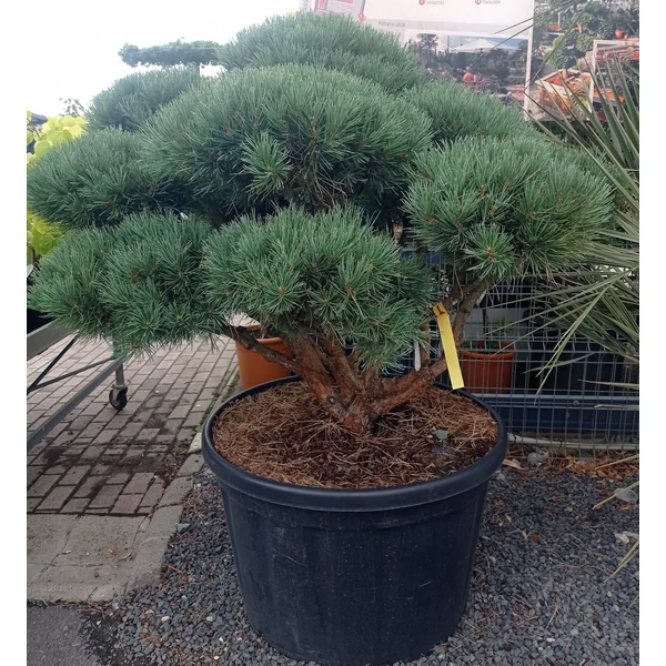 Törpe erdeifenyő PINUS SYLVESTRIS WATERERI BONSAI 100/125 K230