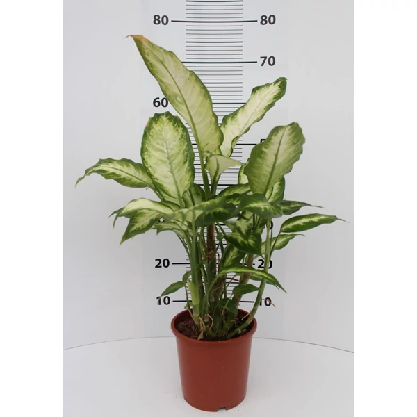 Buzogányvirág DIEFFENBACHIA FAJTÁK CS24