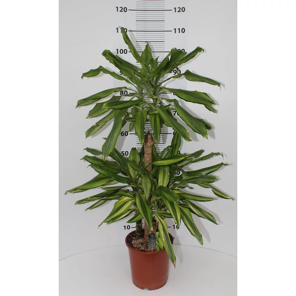 Sárkányfa DRACAENA FRAGRANS YELLOW COAST 1 TÖRZSE CS11
