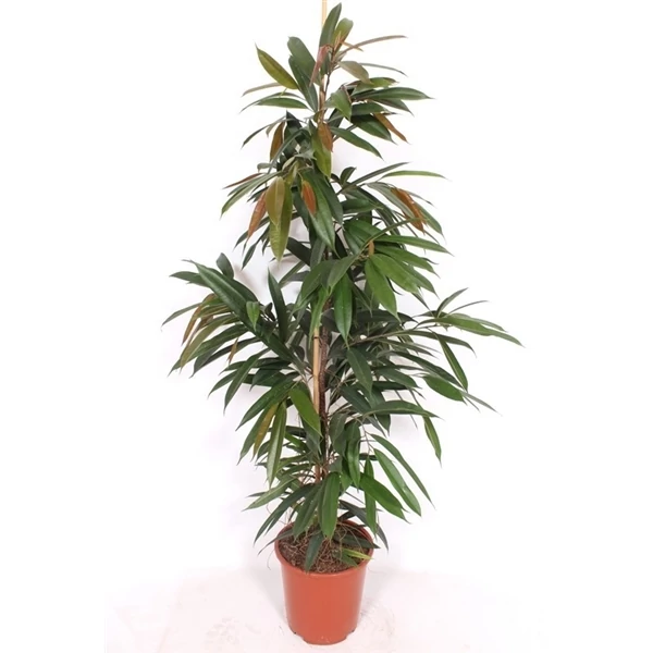 Fűzlevelű fikusz FICUS BINNENDIJKII AMSTEL KING CS27