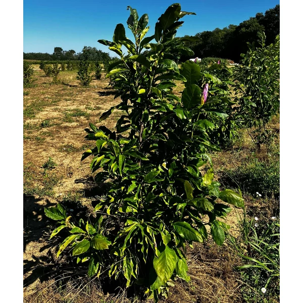 Liliomfa MAGNOLIA BETTY 100/125*