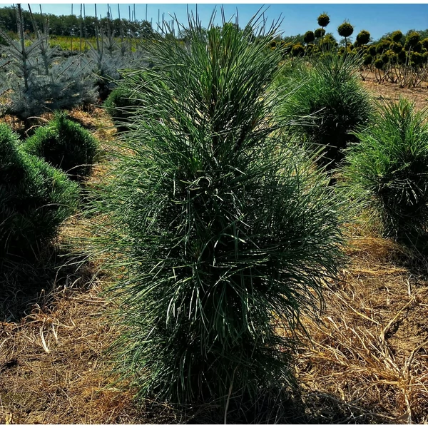 Oszlopos feketefenyő PINUS NIGRA PYRAMIDALIS 60/80*