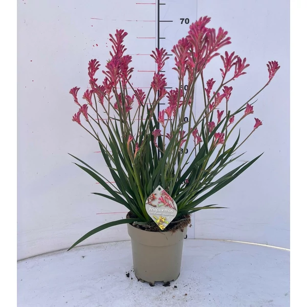 Kengurumancs ANIGOZANTHOS SZÍNEK CS17