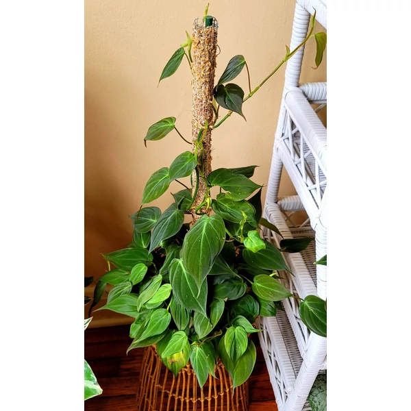 Kúszó filodendron PHILODENDRON SCANDENS KOKUSZRA FUTTATVA CS21