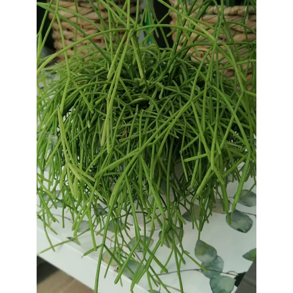 Sötétzöld vesszőkaktusz RHIPSALIS CASSUTHA KERÁMIÁBAN CS10,5 