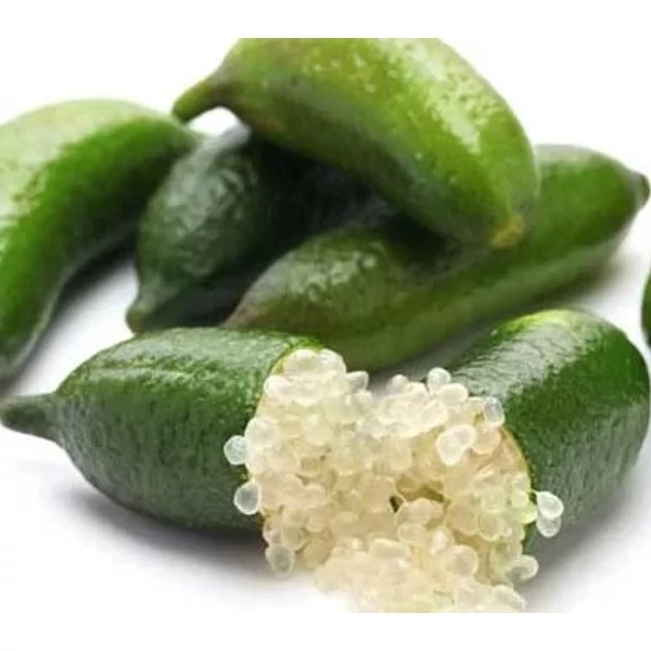 Ausztrál lime  CITRUS LIMONE CAVIALE BIANCO T1/4 70/80CM K5