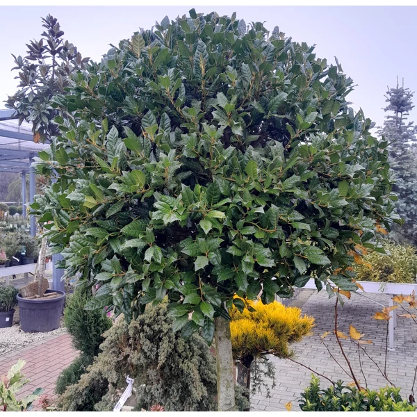 Közönséges magyal   ILEX MUTCHAGARA NELLIE R. STEVENS T1/2 14/16 K90