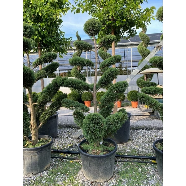 Arany lombú leyland ciprus CUPRESSOCYPARIS LEYLANDII CASTLEWELLAN GOLD BONSAI 130/140 K35