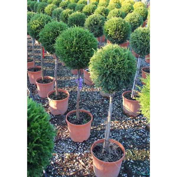 Leyland ciprus CUPRESSOCYPARIS LEYLANDII PYRAMIDALIS T1/2 60/+ K30