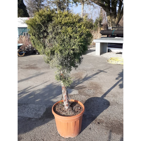 Arany terülő boróka  JUNIPERUS MEDIA OLD GOLD T1/2 K25