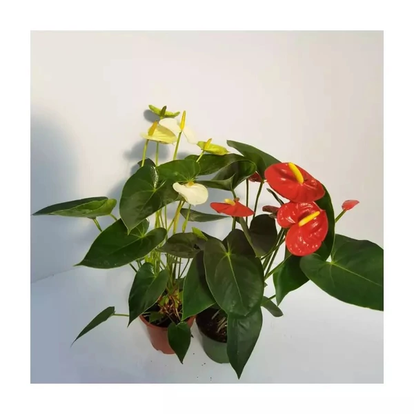Flamingóvirág ANTHURIUM ANDRAEANUM  CS14