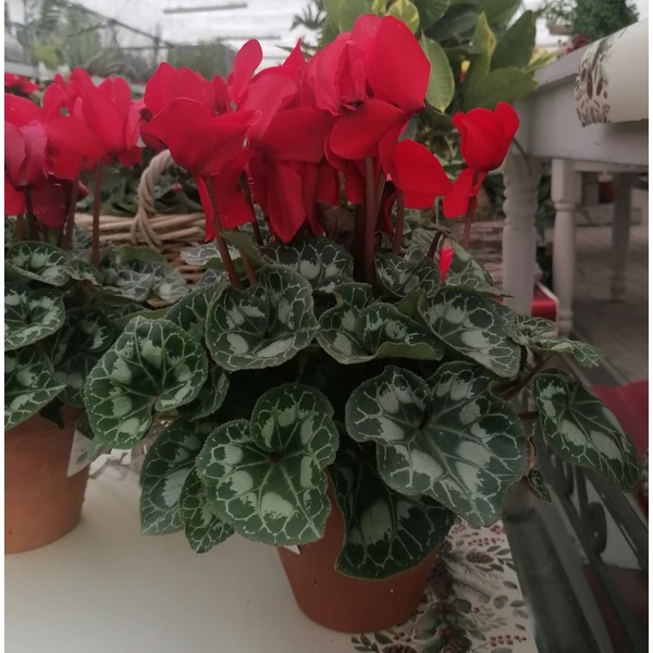 Ciklámen CYCLAMEN CS13