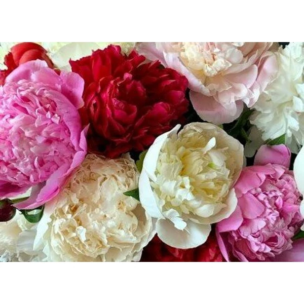 Illatos bazsarózsa PAEONIA LACTIFLORA EDULIS SUPREME CS17