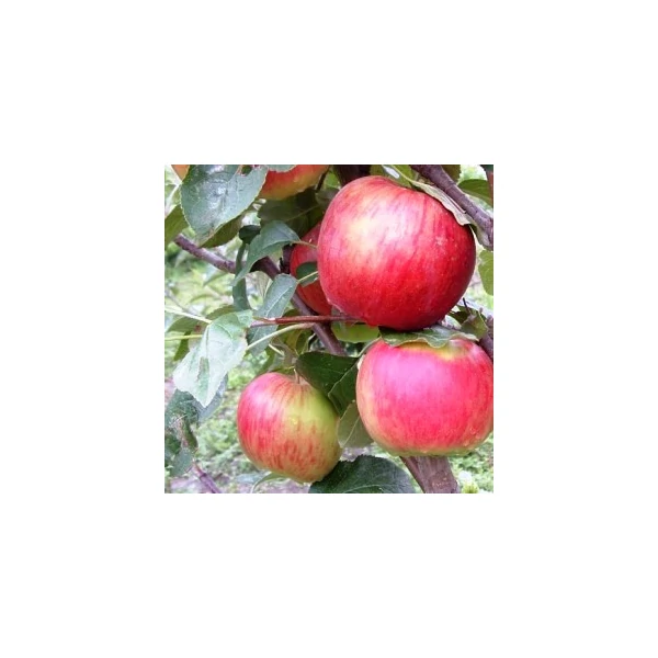 Egri piros alma MALUS DOMESTICA EGRI PIROS SZGY