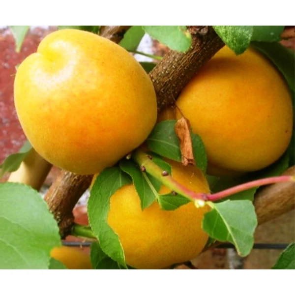 Ananász kajszi PRUNUS ARMENIACA ANANÁSZ SZGY