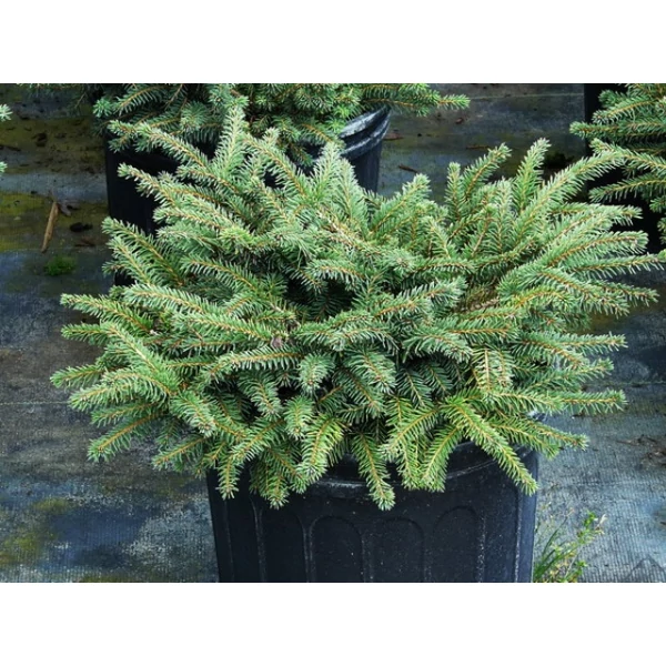 Törpe fészekfenyő PICEA ABIES NIDIFORMIS 40/50*