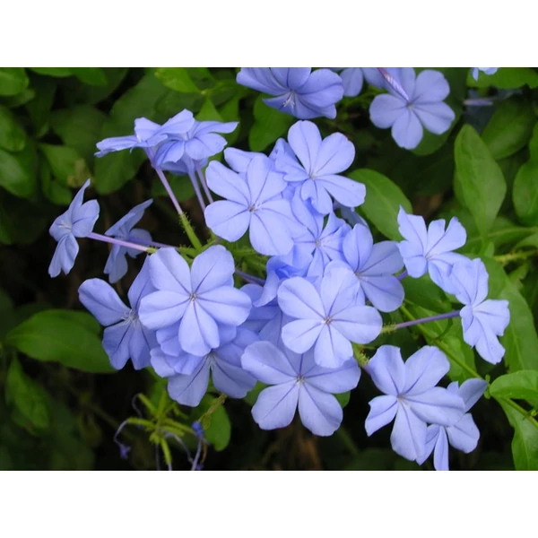 Ólomvirág   PLUMBAGO AURICULATA AZUREUM K3