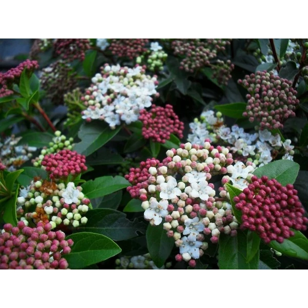 Téli bangita   VIBURNUM TINUS EVE PRICE T1/2 35/40 K12