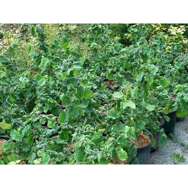 Bordó levelű csavart mogyoró CORYLUS AVELLANA CONTORTA RED MAJESTIC T200 16/18 K90