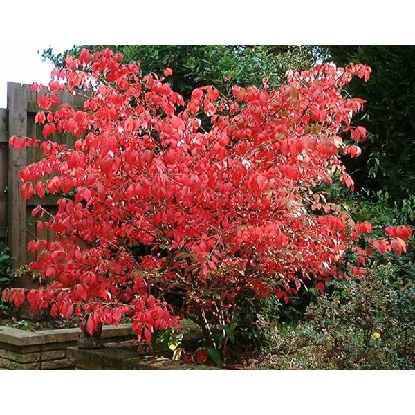 Szárnyas kecskerágó   EUONYMUS ALATUS COMPACTUS T1/2 K18