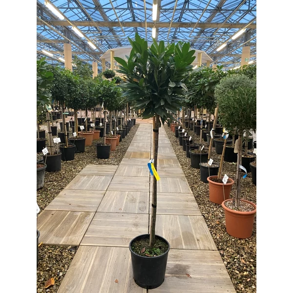 Babérmeggy PRUNUS LAUROCERASUS RENAULT ACE T1/2 K15