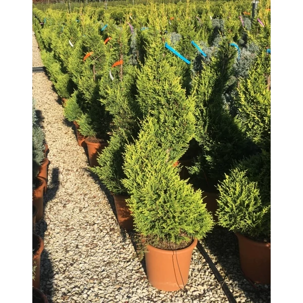 Arany lombú leyland ciprus CUPRESSOCYPARIS LEYLANDII CASTLEWELLAN GOLD SPIRÁL 120/140 K20