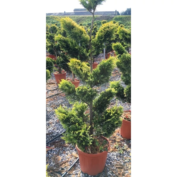 Arany lombú leyland ciprus CUPRESSOCYPARIS LEYLANDII GOLD RIDER BONSAI 120/140 K20