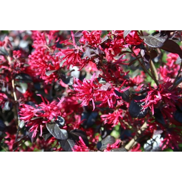 Kínai rojtosvirág LOROPETALUM CHINENSE BLACK PEARL GÖMB 40/50 K25