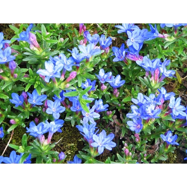 Kőmagcserje   LITHODORA DIFFUSA HEAVENLY BLUE K3