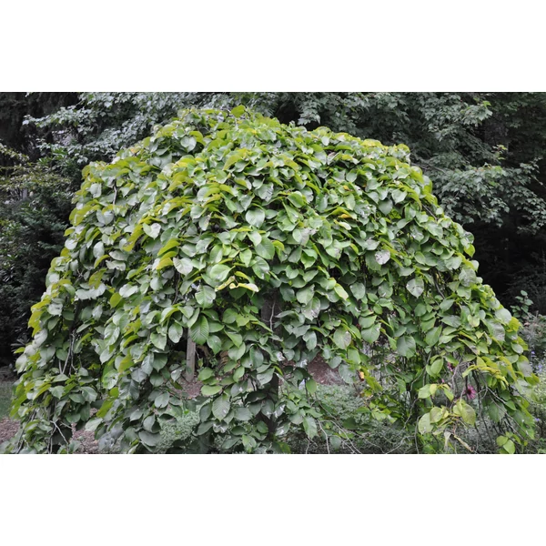 Csüngő hegyi szil  ULMUS GLABRA CAMPERDOWNII T170 10/14 K25