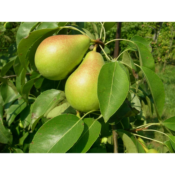 Hardenpont téli vajkörte PYRUS COMMUNIS HARDENPONT TÉLI VAJKÖRTE K10-12