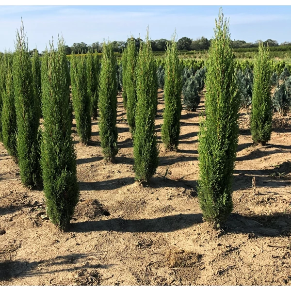CUPRESSUS SEMPERVIRENS TOTEM 80/100*