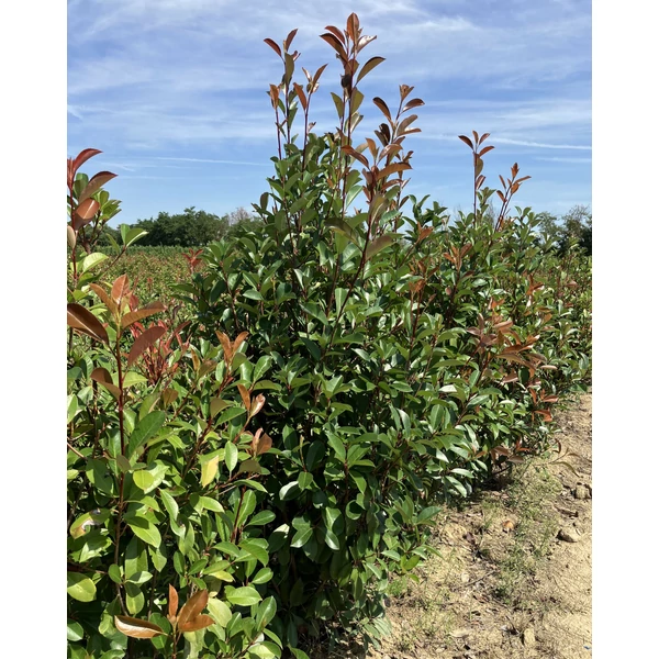 Örökzöld korallberkenye PHOTINIA FRASERI RED ROBIN 175/200*
