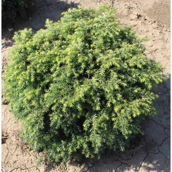 Kanadai hemlokfenyő TSUGA CANADENSIS JEDDELOH 30/35 K8