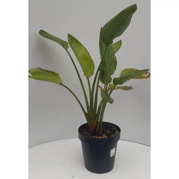 Papagájvirág   STRELITZIA REGINAE K9