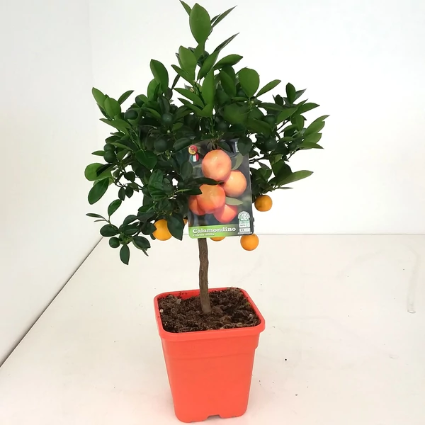 Kalamondin CITRUS CALAMONDINO T1/4 65CM K5 (NARANCSSÁRGA SZÖGLETES CSERÉP)